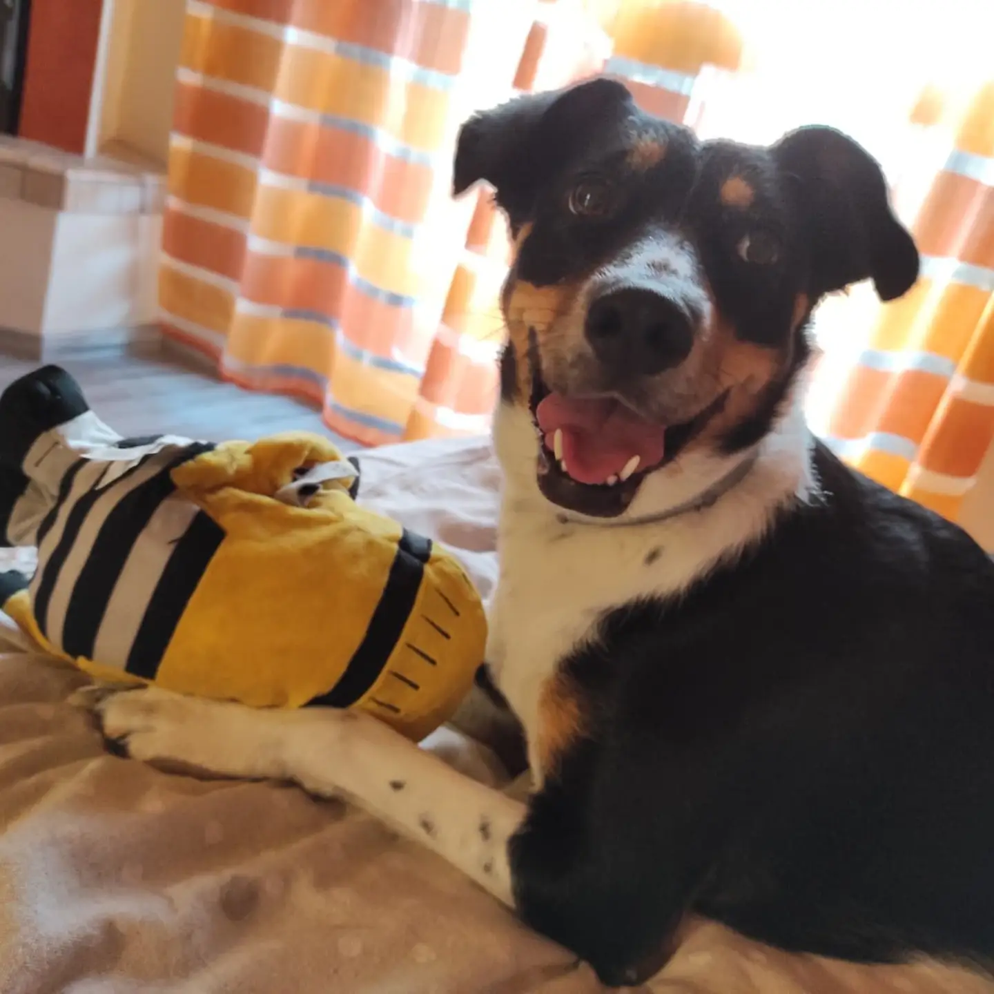 Un cane adottato felice nella sua casa