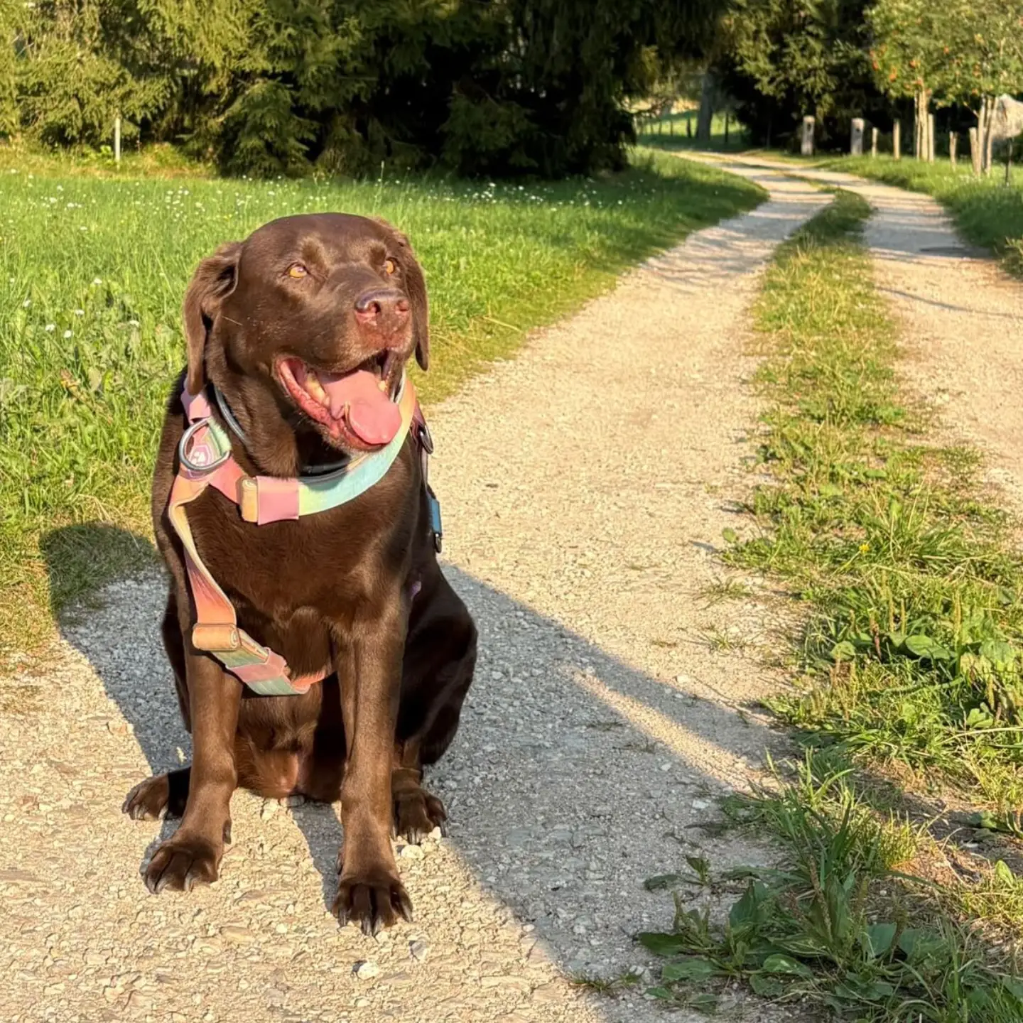Un cane adottato durante una passeggiata nella natura