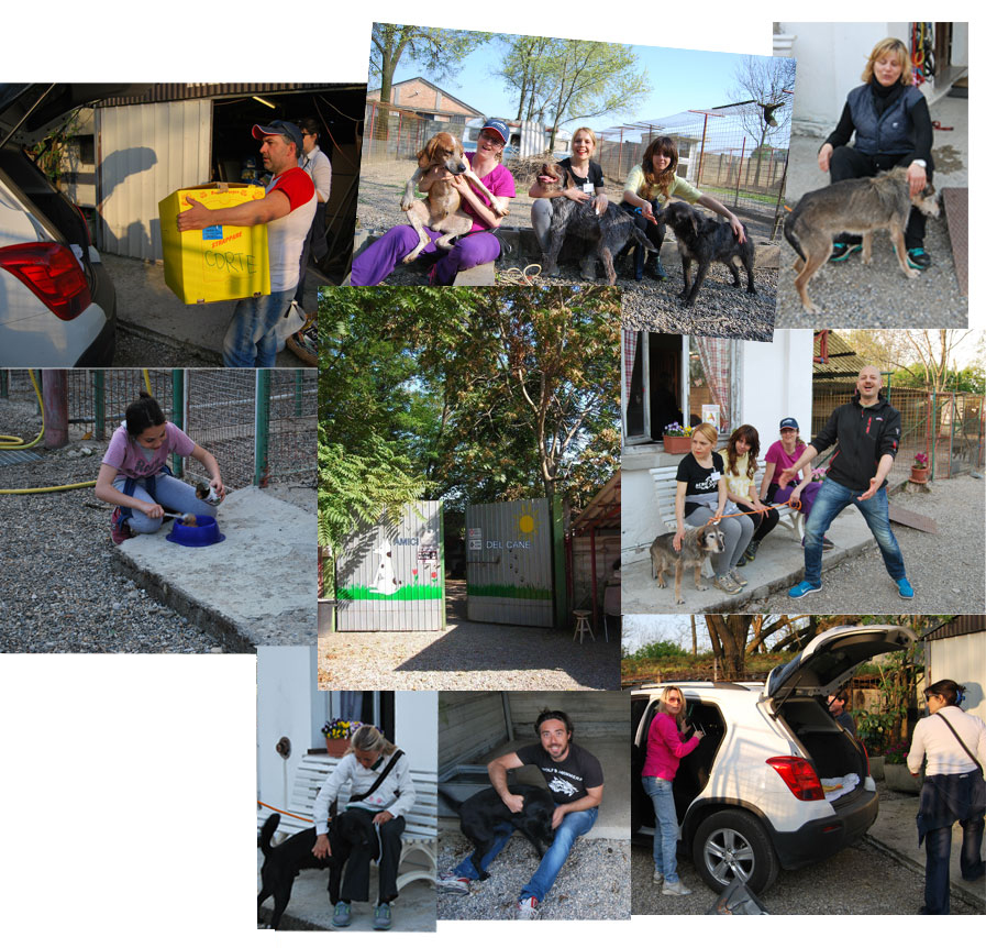 Momenti di volontariato, passeggiate e vita in canile